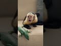 Parrot Comedy Gone Wild – Cat & Dog Can’t Stop Reacting 😂
