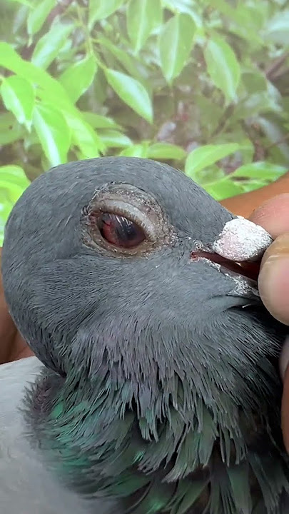 2025 251680 Gold Seed Announcement Bag Five-Level Comprehensive Third Place Chen Xueci Family Chi...