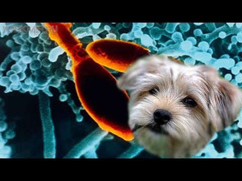 Видео: Трихофития при кучета - причини, симптоми и лечение