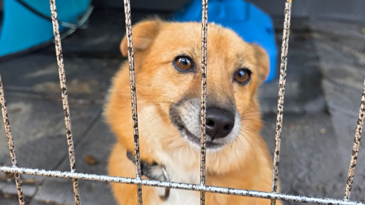 아무리 사고쳐도 도저히 미워할수 없는 강아지