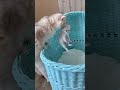 حنان القطة على صغارها 