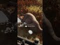 ¿Una oveja?… era un venado