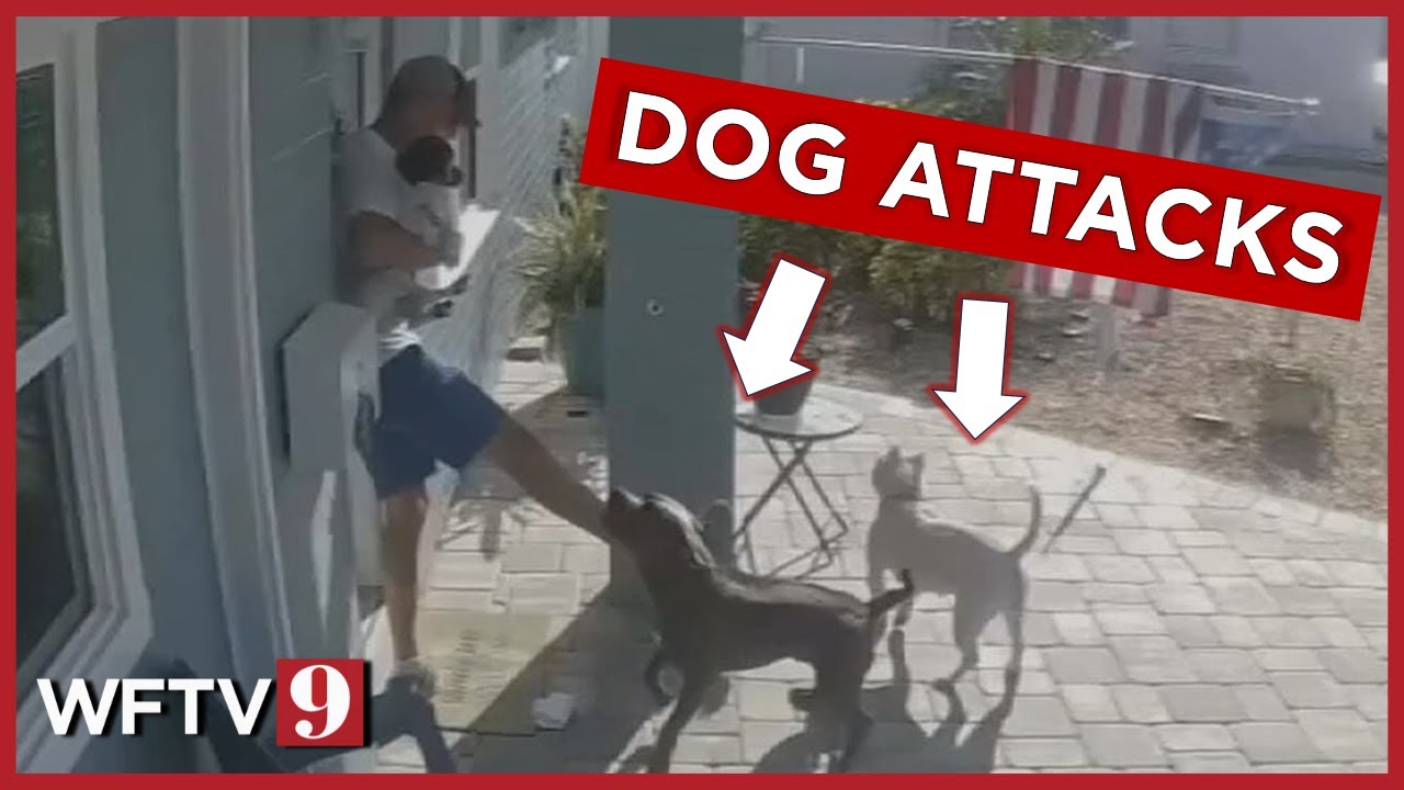 Dogs run loose through Florida neighborhood, attacking people