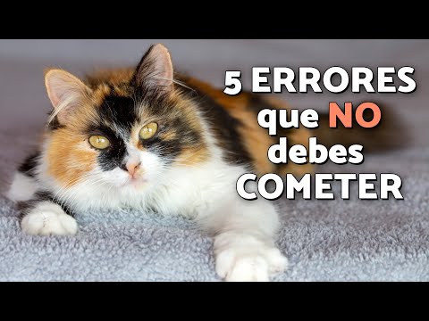 Tu GATA está en CELO 🐱🔥: Lo que NO debes HACER y lo que SÍ (según VETERINARIA)