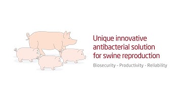 Let’s Talk Swine Health: Ensuring Optimal Reproductive Performance with our antibacterial solution