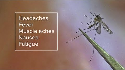 West Nile Virus from mosquitos: Symptoms, prevention tips