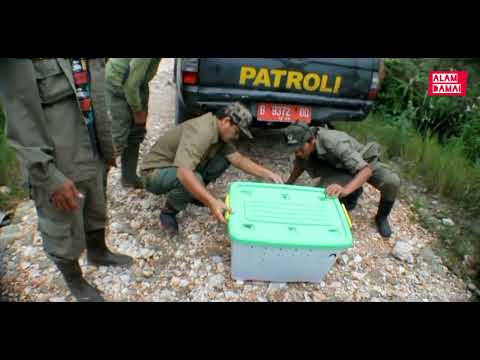 kucing-kucingan di Batang gadis