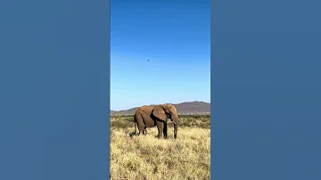 Face To Face With A Giant Of Samburu 