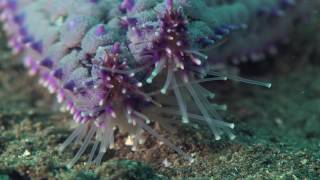 Close-up of the tube feet of a spiny starfish moving its arms over the seabed, Channel Islands, UK