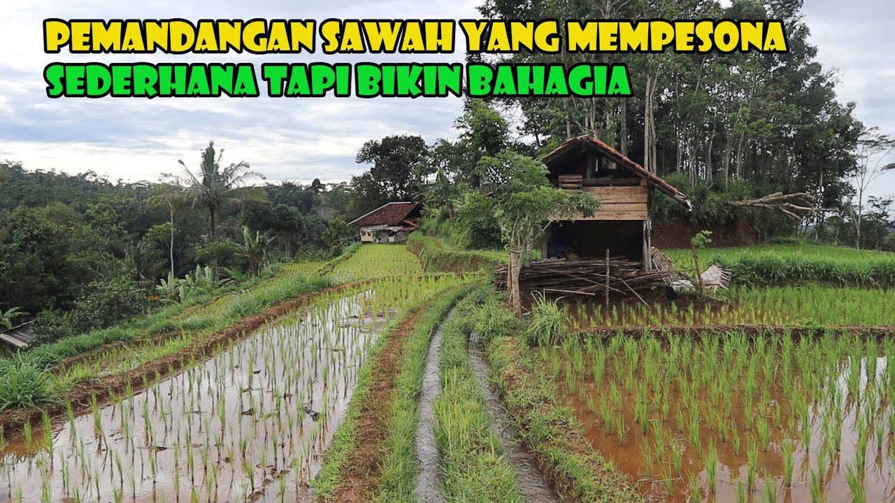 Kampung Dengan Pemandangan Sawah Yang Menakjubkan.. Idaman Masa Tua Orang Kota.