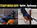 Murai Batu Tembakan Dahsyat  untuk terapi  murai  Ngukluk