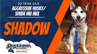 2YO Aggressive Husky/Shiba Inu Mix (Shadow) / Off Leash K9 Training / Richmond, VA