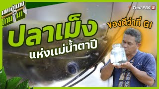 ปลาเม็ง แห่งเเม่น้ำตาปี ของดีว่าที่ GI | มหาอำนาจบ้านนา