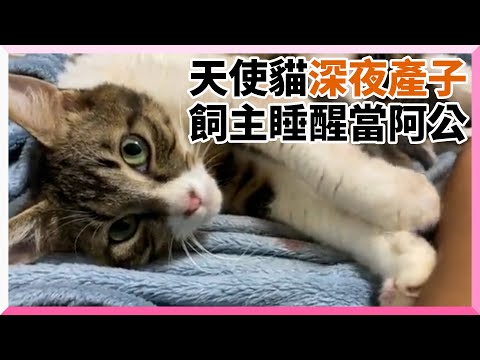 飼主隨時準備接生卻被踏踏踩醒 見母貓已在餵奶：我生完囉｜寵物｜孕貓｜驚喜｜精選影片