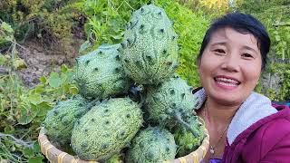 THU HOẠCH DƯA KIWANO SỪNG GAI, BÍ ĐẺ RA MỲ MƯỚP PERU, DÂU TÂY