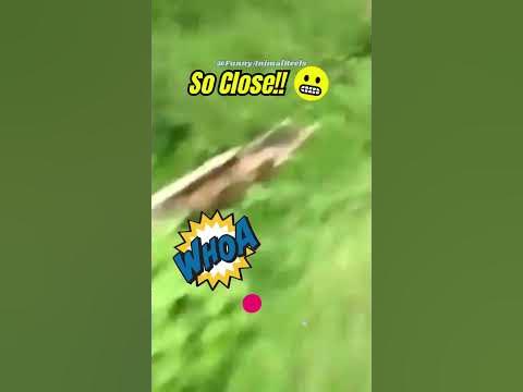 You Wont BELIEVE It Till You See It 😱😬🐅 #shorts #wildlife #tiger - YouTube You Wont BELIEVE It Till You See It 😱😬🐅 #shorts #wildlife #tiger - YouTube