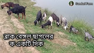 ব্লাক বেঙ্গল ছাগলের ক একটি দিক black Bengal goat sundari Farm