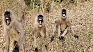 Angry Monkey Attack | Wild Village Encounter🐒😯🤬 Wealth