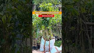 Agarwood 6 Feet Plants Home Delivery 🌿 | Oud Plants for Sale India | Best Price | NS Plantation