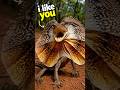 Frilled Neck Lizard #shorts #facts
