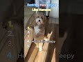 Ranking pets acting like humans