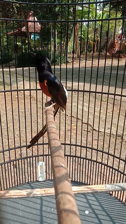 murai isian sogok ontong