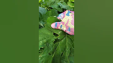 Листья винограда повреждённые жуком листоед.