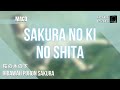 『MACO (桜の木の下)』/ Sakura No KiNo Shita| “Mimpi dan Bunga Sakura” (Rom/Eng/Indo Lyric)