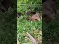 Hrabri mještani Jajca spasili medvjedicu (VIDEO)