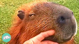 Man Befriends Wild Capybara. She Lets Him Hold Her Babies | Cuddle Buddies