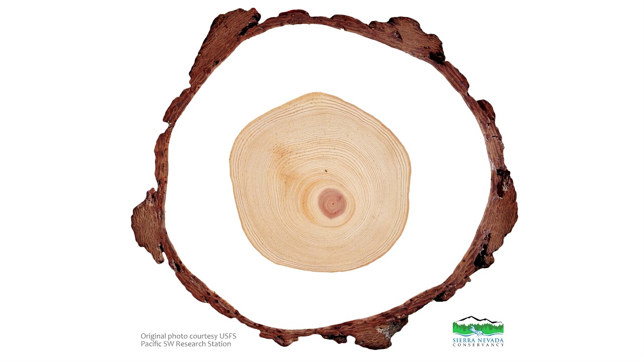 SOLVED: Please answer the TWO questions about annual growth rings of trees.  1. What tissue is an annual growth ring made of? 2. Explain how examination  of annual growth rings can be