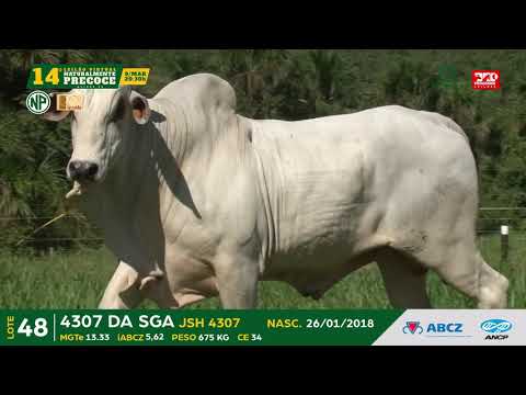 LOTE 48