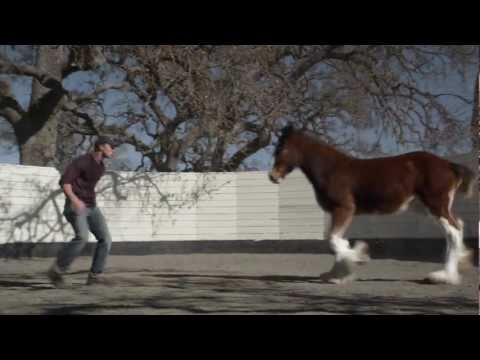 HD Clydesdales 2013 Budweiser Super Bowl Ad — Extended Version of "Brotherhood"