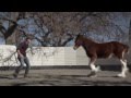 VIDEO: HD Clydesdales 2013 Budweiser Super Bowl Ad — Extended Version of "Brotherhood"