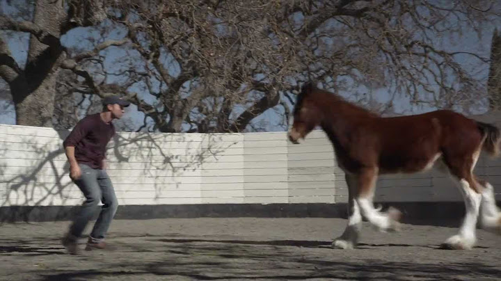 HD Clydesdales 2013 Budweiser Super Bowl Ad — Extended Version of "Brotherhood"