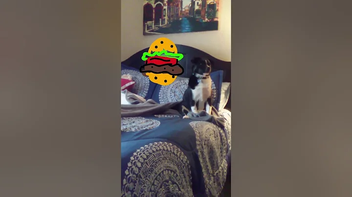 Marley vs The Plumber