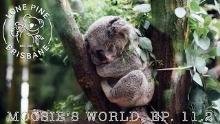 Lone Pine Koala Sanctuary | Moosie's World, Ep. 10.2