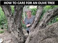 HOW TO CARE FOR AN OLIVE TREE