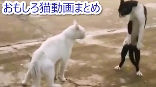 猫のおもしろ動画まとめ ～ドジ猫ちゃん～ │ DougaBu-ネコ課