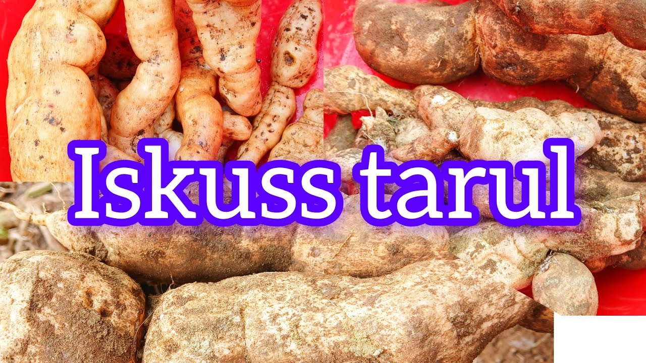 Tarul iskuss tarul khanda......! #youtube - YouTube