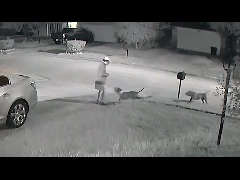 Dog attack caught on video outside Houston-area home | Raw video, no