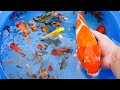 Betta Koi Pleco Snail Carp Fish Goldfish Angelfish Guppy Guppies Catfish animals Videos