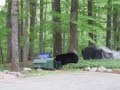 Does a Bear Shit in the woods?