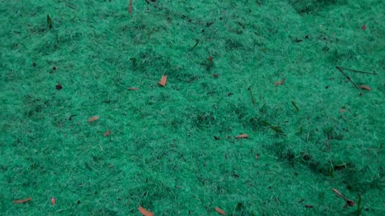 Review EZ Grass seed & Biodegradable Fabric YouTube
