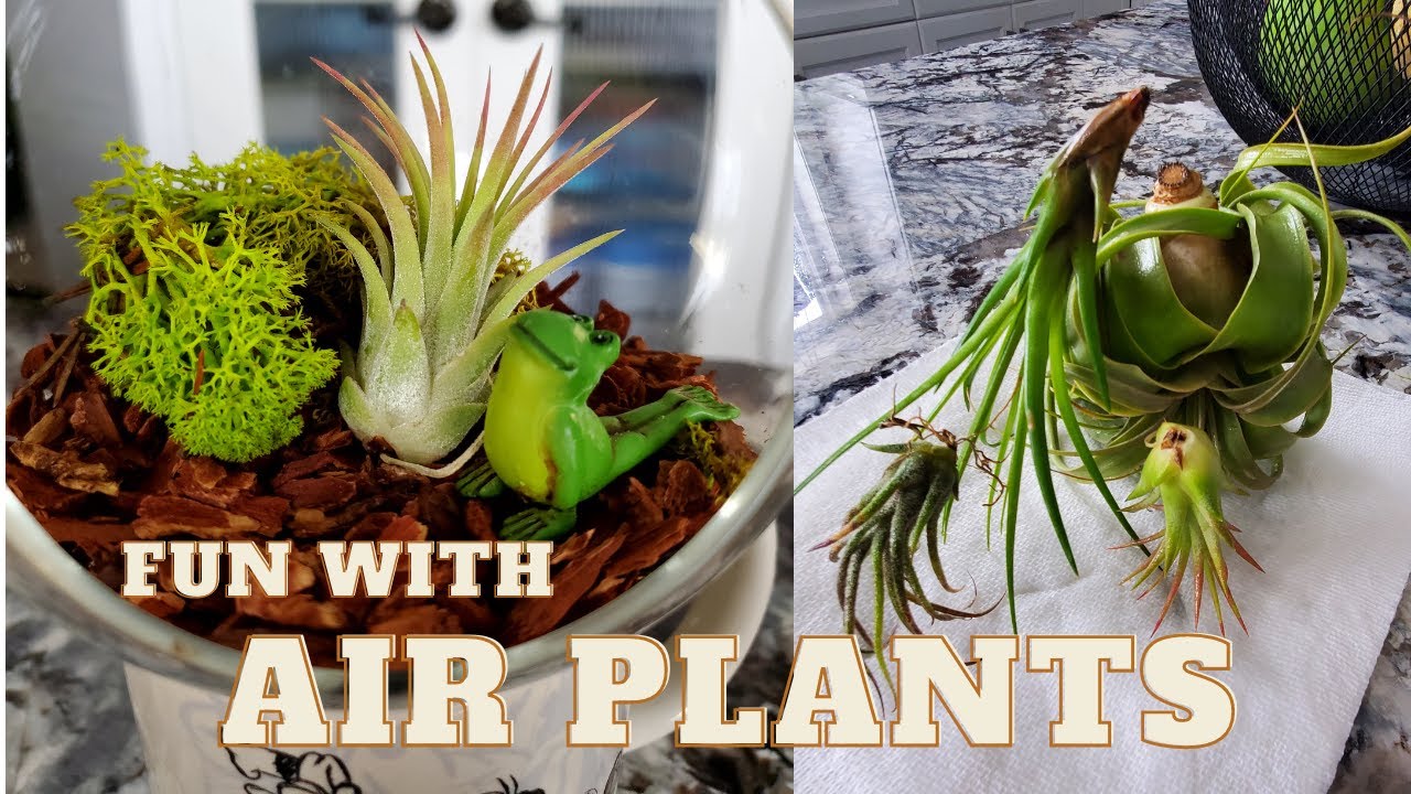 Air plant Care and Display - YouTube