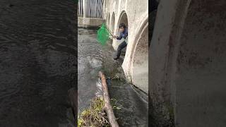 Saluk Saluk