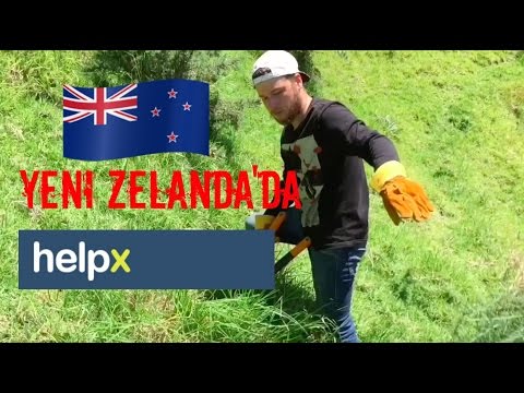 Yeni Zelanda'da HelpX Vlog #4