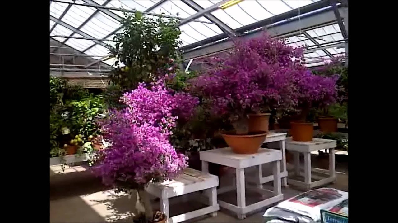 Image Result For Garden Center Schilliger Image Result For Garden Center Schilliger