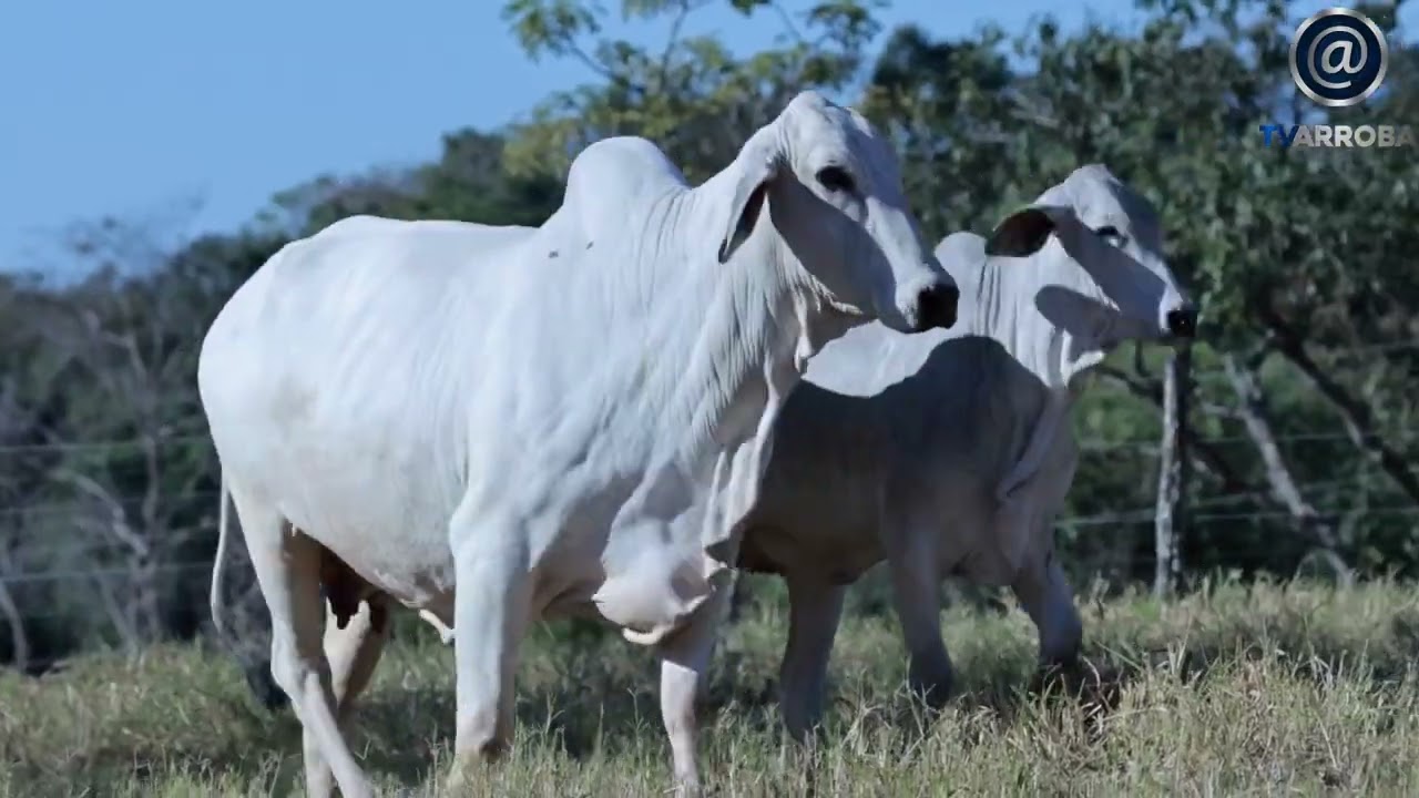 LOTE 07   TROA 2710   IJCL 127