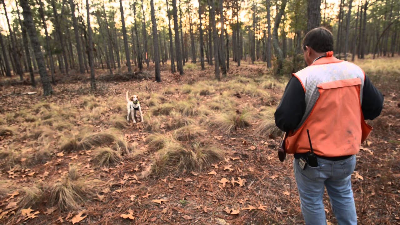 Augusta Outdoors Raising Bird Dogs YouTube
